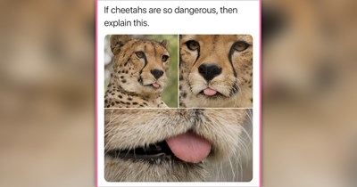 24 Fresh Feline Funnies for a Much-Needed Breath of Cat Comfort