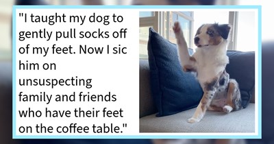 20 Top Tricks to Teach your Dog and Improve your Life as a Pupper Pawrent