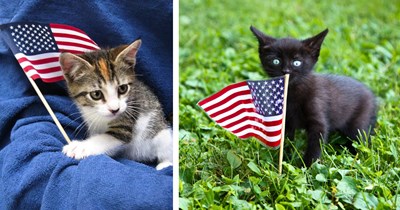 25 Pawtriotic Cats to Celebrate 250 Years of the Mewnited States of America