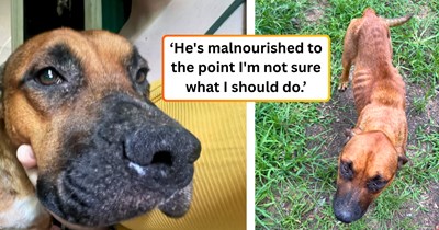 Malnourished dog found near a pet dumping site prompts his rescuer to ask the online canine community for help, and the comment section delivers a step-by-step guide to nursing him back to health