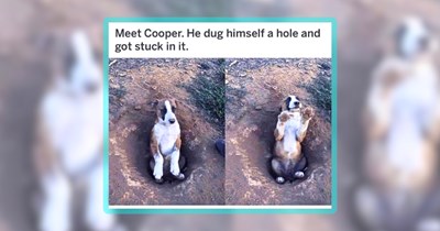 31 Wholesome Weekend Woofers for Dog Lovers and Their Fido Friends
