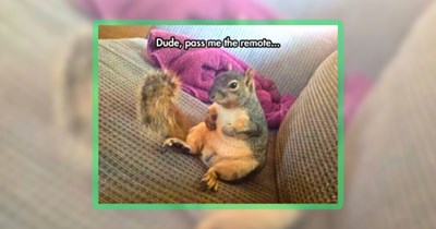 30 Wildlife Memes of Animals Who are Most Likely to Get Domesticated