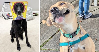 27 Puplifting Doggo Pics to Help you Pull Through this Terrible Tuesday