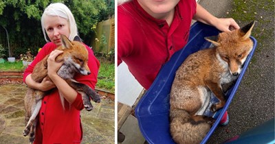 'On approach, they collapsed': Friendly fox wanders into UK woman's garden needing immediate help, so she rushes her furry neighbor to a wildlife hospital