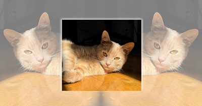 'I Just Look Like This': 21 Supermodel Cats to Glam Up Your Thursday