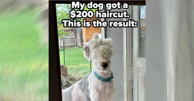 31 Doggy Memes for Pup Parents Who Aren't Looking Forward to 4th of July Fireworks