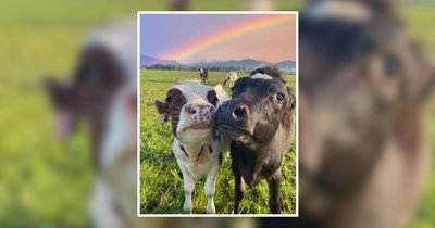 Decompress with these 24 relaxed mountain cows and teleport to the Swiss Alps