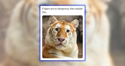 34 Wholesome Animals to Open the Weekend on the Right Paw