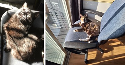 20 Sunbathing Feline Beauties Recharging their Batteries to Soothe you with Solar Powered Purrs