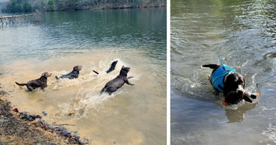 27 Lake Loving Doggos for Exhausted Employees Who Need to Cool Off