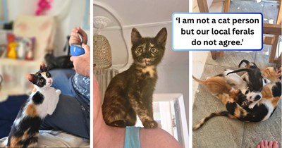 Feral feline family adopts a woman and changes her mind about not being a cat person: 'I had always thought that cats were not as loving as dogs, but oh my, was I wrong.'