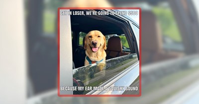 24 Dog Memes to Get You Through the Day With Doggo Delight