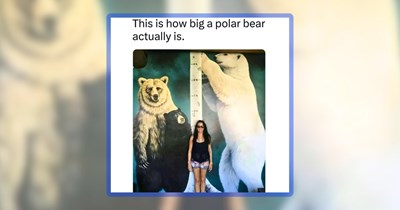 Large List of 37 Huge Animal Memes to Feel a Litter Bigger Today