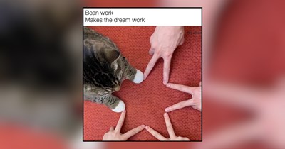 All Hail the Beans: Toe Bean Memes for Devoted Cat Pawrents
