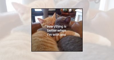 'This is literally us': Cute cat memes to send your favorite human when you miss them a little too much