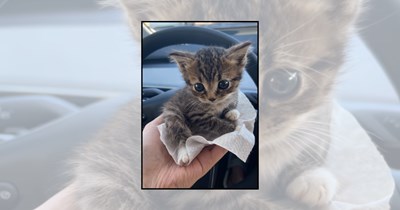 24 Heartwarming Cat Pictures That Feel Like the Cat Distribution System Found You This Monday