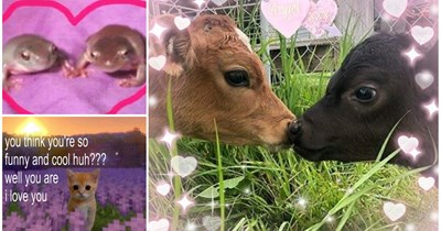 21 Animal Memes To Send To Your Partner Saying 'Us'