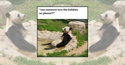 'Can Someone Turn on the Bubbles?': 21 Splashy Pool Memes for Heatwave Survivors Looking for Their Next Cannonball