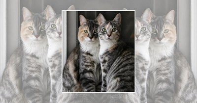 22 Wholesome Cats for a Softer Day on the Internet (July 3rd, 2026)
