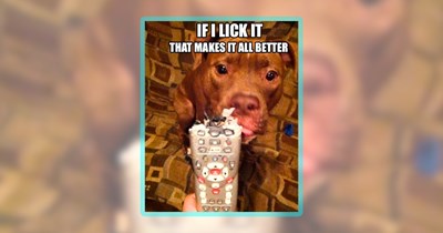 34 Pawdorable Pooches to Walk Your Soul Through These Dog Days