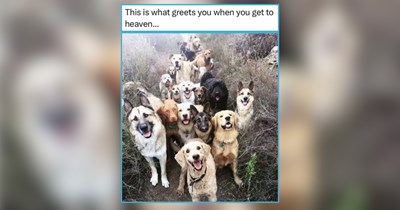 25 Morning Animal Memes for Coffee and Cozy Vibes This Weekend