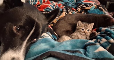 When stray mama cat could no longer care for her kittens alone, she brought them to the humans she trusted right as they were coming back from a wholesome cat themed birthday party: 'Babe, we got kittens'