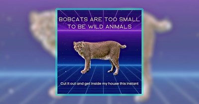 21 Big Cat Memes for When You Have Big Cat Feelings
