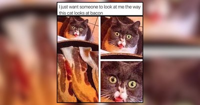 22 Indoor Cats Living Their Best Cozy Lives