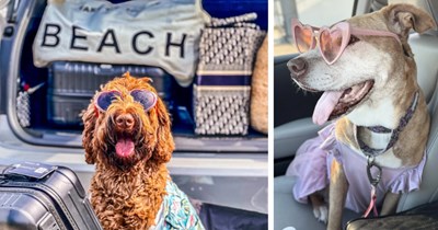 24 Glasses Wearing Doggos to Remind you the Sun’s Still Shining