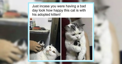 25 Cute Cat Memes Meowtivating You to ‘Hang in There’ Just a Little Longer  