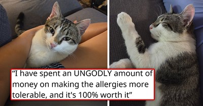 Couple decide to not adopt a cat because of the girlfriend's allergies unless the CDS "awards" them with one, and just a few days later, a persistent kitten follows them home and refuses to leave until they adopt her 