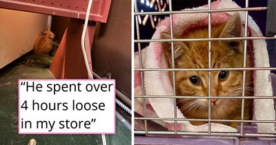 Stray orange kitten causes chaos in a store for 4 hours before finally getting caught, and he gets punished for his crimes by getting instantly adopted into the purrfect family: 'He loves being carried like a baby'