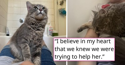 'She's healing our souls': Barely 2 months after their senior cat peacefully crossed the rainbow bridge, couple gets chosen by an older cat from a feral colony after she makes a leap of faith and willingly walks into their carrier 