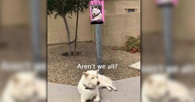 A Heartwarming Heatwave in the Form of 28 Wholesome Animal Memes