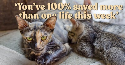 Stray cat rescued from 100 degree weather finds comfort in kind person's home, then suddenly becomes distressed, turns out she was warning her hooman about her 6 surprise kittens on the way