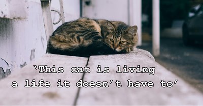 Matted "stray" cat wanders for months until he gets rescued by caring couple, until they take him to the vet and find out he already has a family: 'The vets said they didn’t want to hand the cat back over to the original owners'