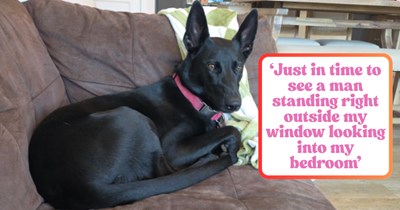 'Big girl bark': Belgian Malinois throws herself at the window after spotting a strange man peering into her owner's bedroom while housewife mom was home alone