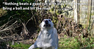 15 Tips to Tire Out Your Energetic Dog Child so You Can Chill Out
