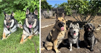 27 Sweet Canine Family Photos fur Dog Loving Hoomans Who Want to Feel Part of the Wolf Pack
