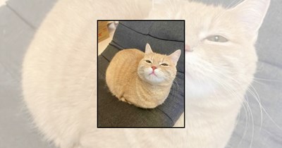 A Feline Bakery Full of Loafing Cats Shaped Like Freshly Baked Bread