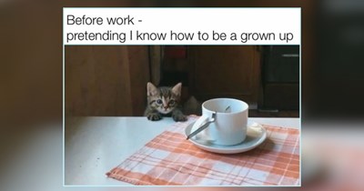 A Smol Delivery of the Cutest Kitties For Summer Smiles on a Monday