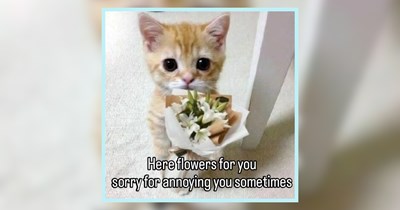 A Comfort Scroll of Cat Memes For a Meowment of Peace and Quiet 