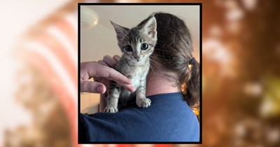 Couple goes catfishing for 4th of July, accidently catches a kitten instead: 'No catfish, but we did get a new friend!'