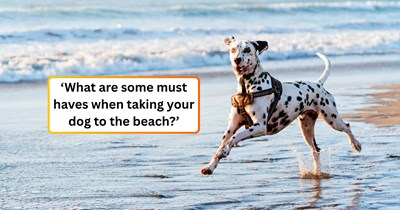 Dog owner asks for advice on taking her dogs to the beach for the first time, the comment section turns into the best beginner's guide that might change how you approach summer dog days.