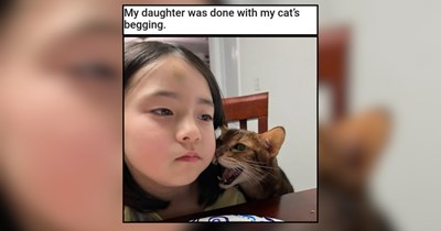 32 Happy Feline Funnies Pawsitively Packed With Tomfoolery 