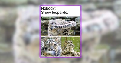25 Adorable Animal Memes for a Wholesome Wednesday Expawrience