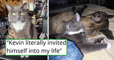 '[The kitten] walked right in and rubbed up against my Great Dane': Human tells friendly kitten they don't want a cat, but the kitten has other plans, walking into their home, adopting their dog and staying furrever 
