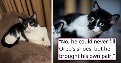 Ex leaves her cat behind during breakup, the boyfriend adopts her cat and loves it, then has his heart broken when the cat goes missing; 2 weeks later, he rescues an abandoned kitten screaming for help and finds comfort through the pain