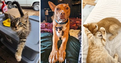 Curl up With 23 Fluffy Felines Finding Their Happily Ever Afters and Making the Timeline a Little Softer