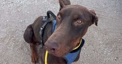 Doberman in Texas runs up to kind man outside animal shelter looking for food and love, man takes him in immediately and does everything he can to rehome him